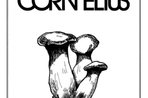 Cornelius (コーネリアス) 『nova musicha n.3 CORN ELIUS (非売品CD)』 (2001年) 高画質CDジャケット画像 ジャケ写