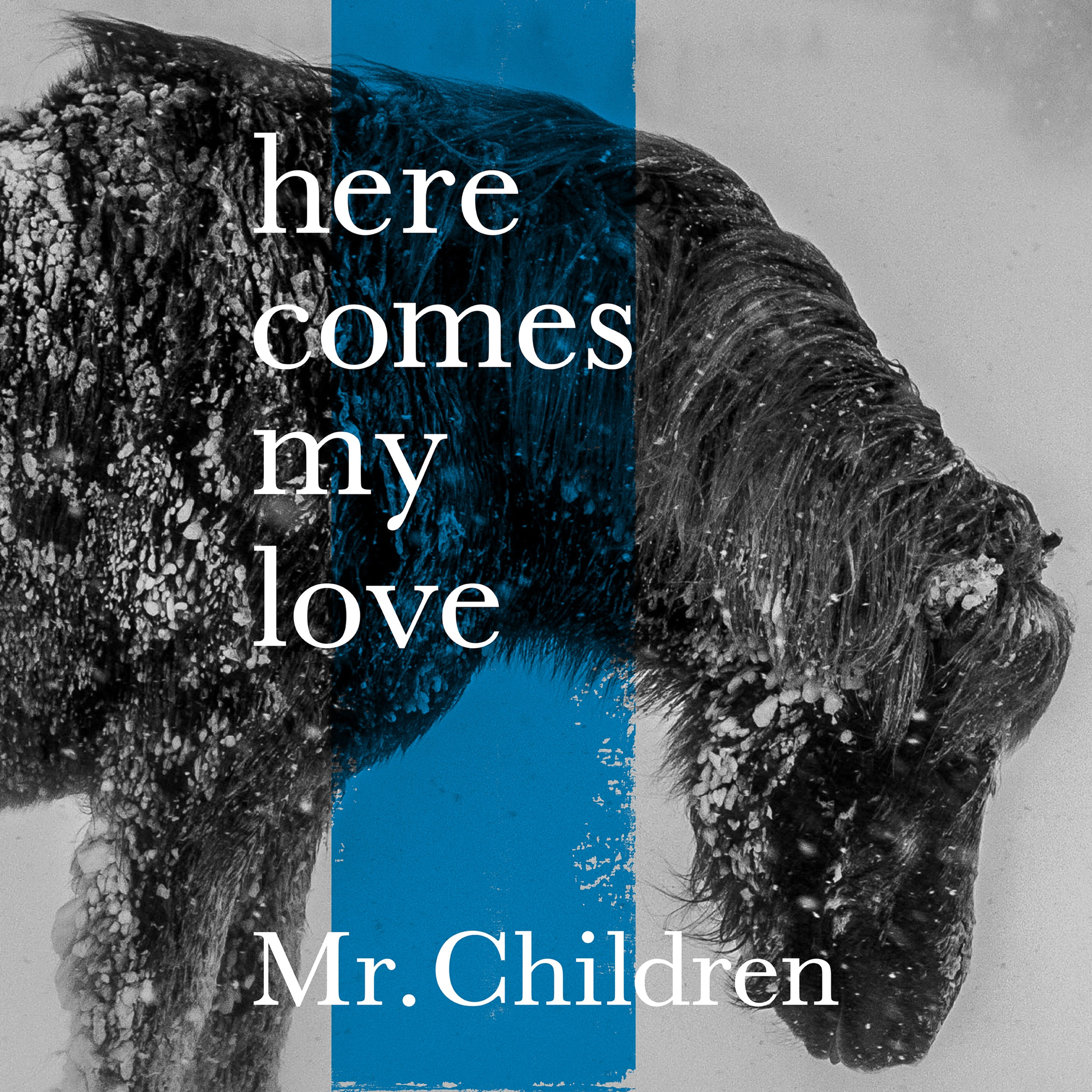 Mr.Children (ミスターチルドレン) 7th配信限定シングル『here comes my love』(2018年1月19日発売) 高画質ジャケット画像 (ジャケ写)